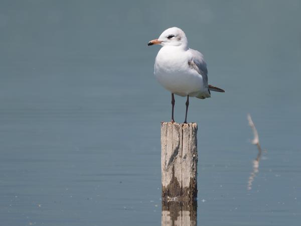 <h3>Ichthyaetus&nbsp;melanocephalus / Mediterranean&nbsp;gull / Zwartkopmeeuw</h3>OM-1 Mark II met OLYMPUS M.150-400mm F4.5 TC, 1/2000 sec  bij F5.6, ISO 500, afstand 38.2&nbsp;m